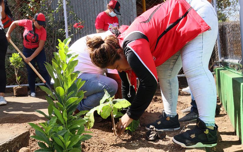 plantas