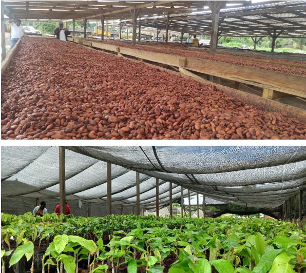 cacao