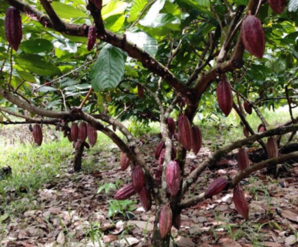 cacao