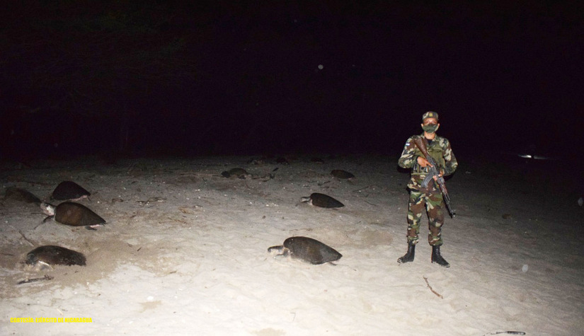 tortugas