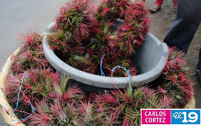 vivero