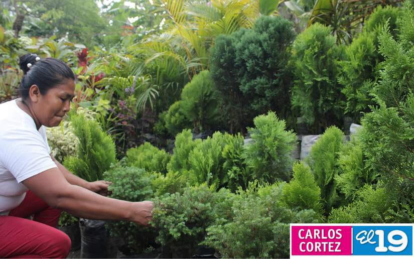 vivero