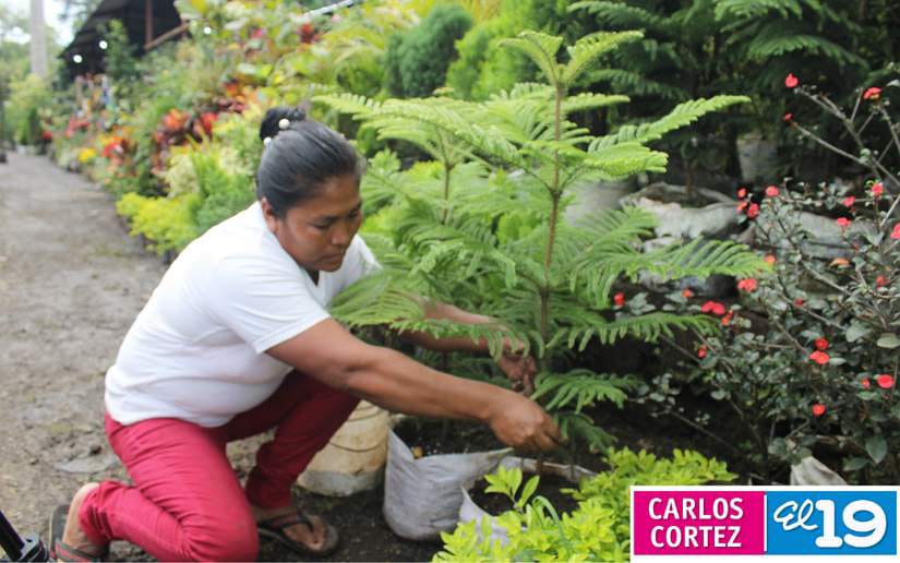 vivero