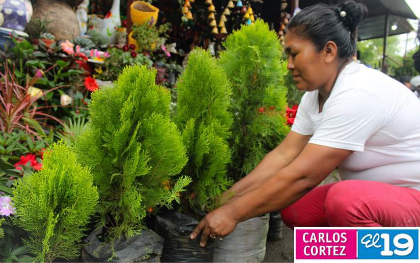 vivero