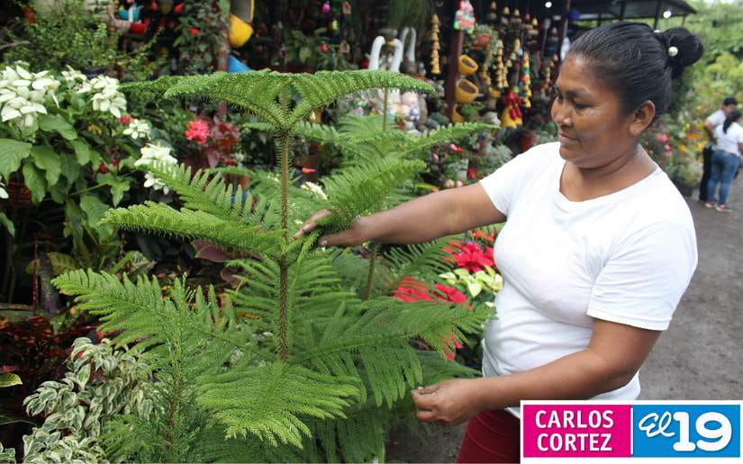 vivero