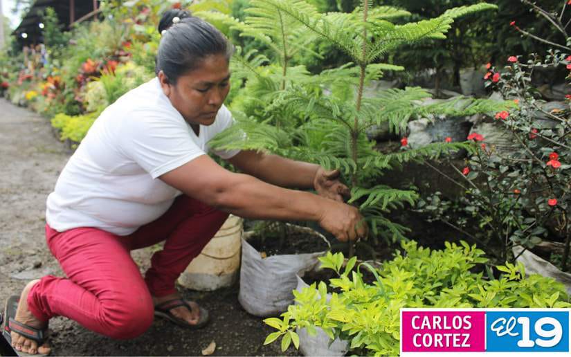 vivero