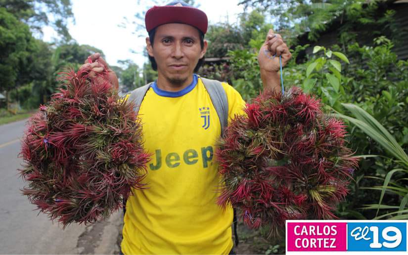 vivero