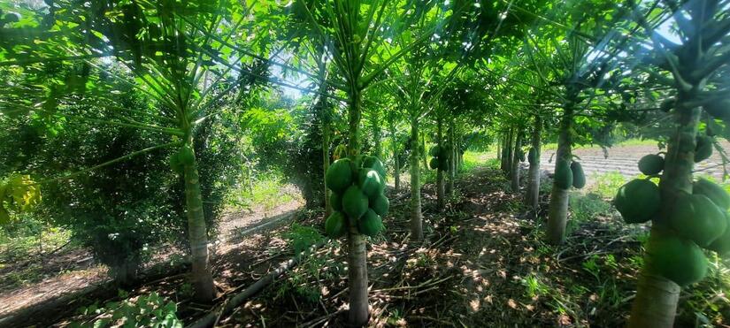 fincas