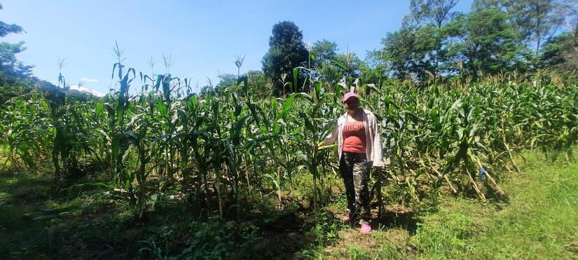 fincas