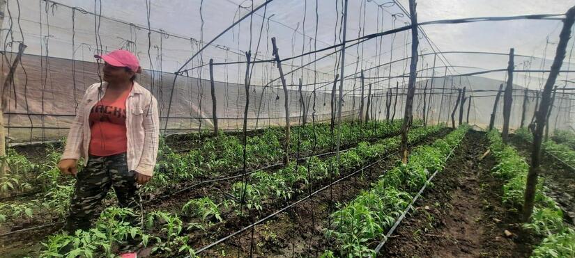 fincas