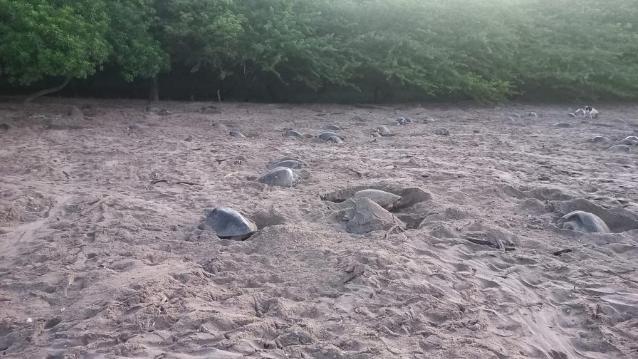 tortugas
