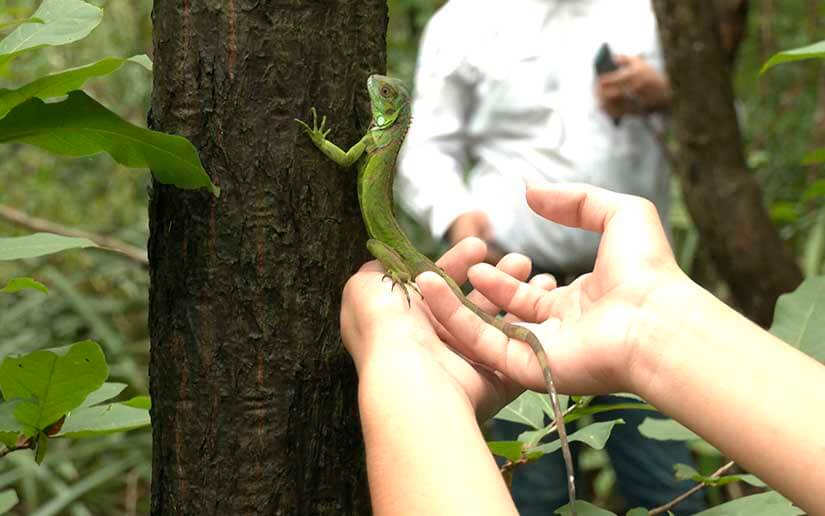 iguanas
