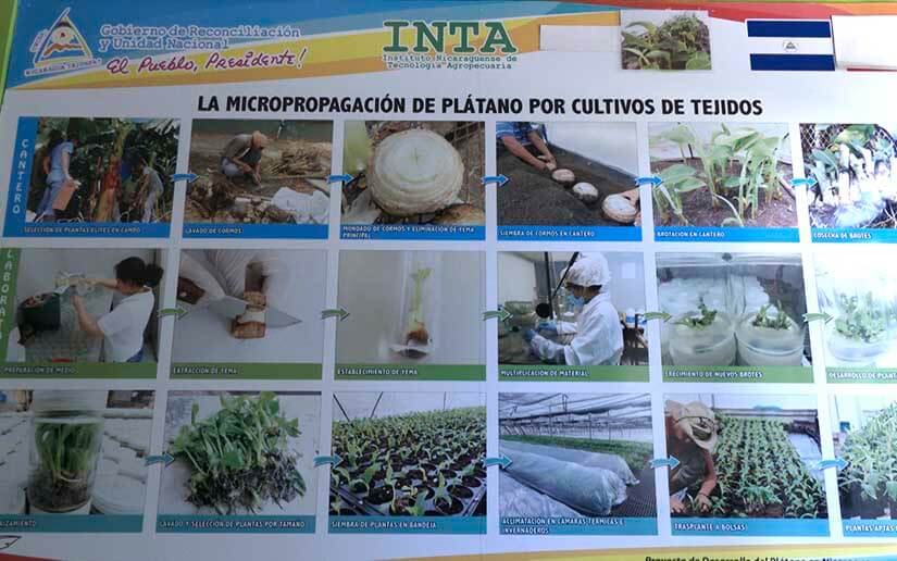 inta