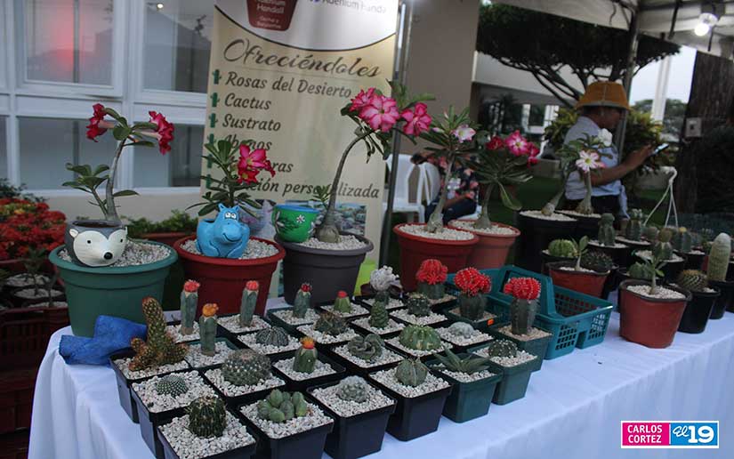 tierra