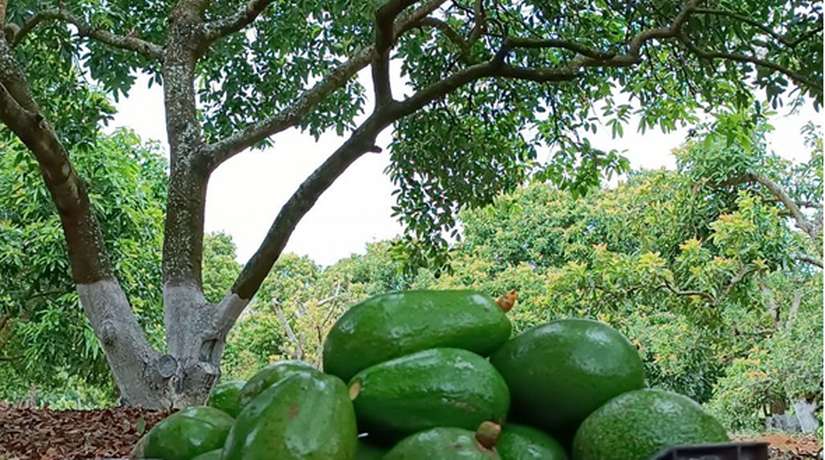 FINCA