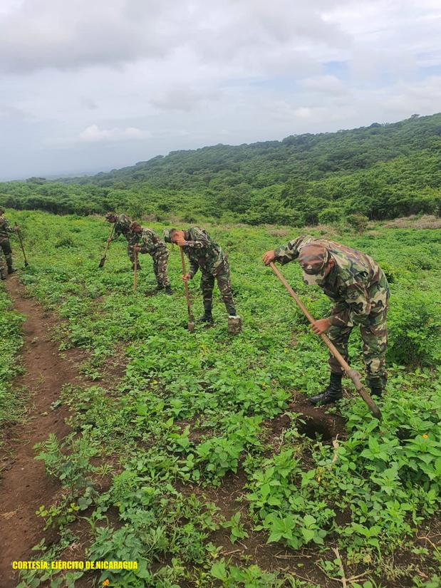 reforestacion