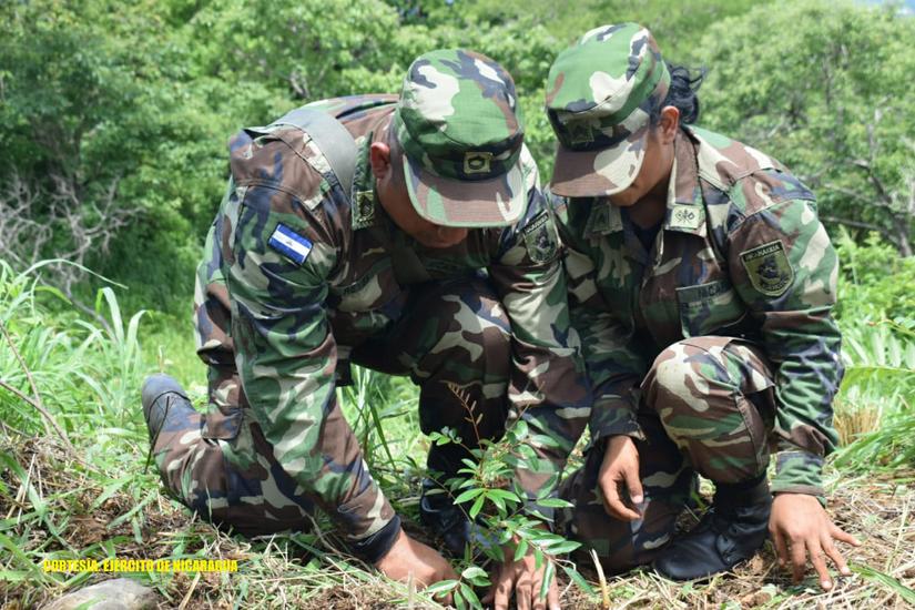 reforestacion