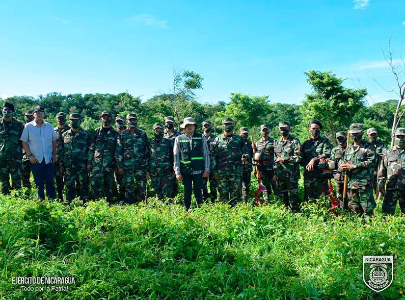 reforestacion