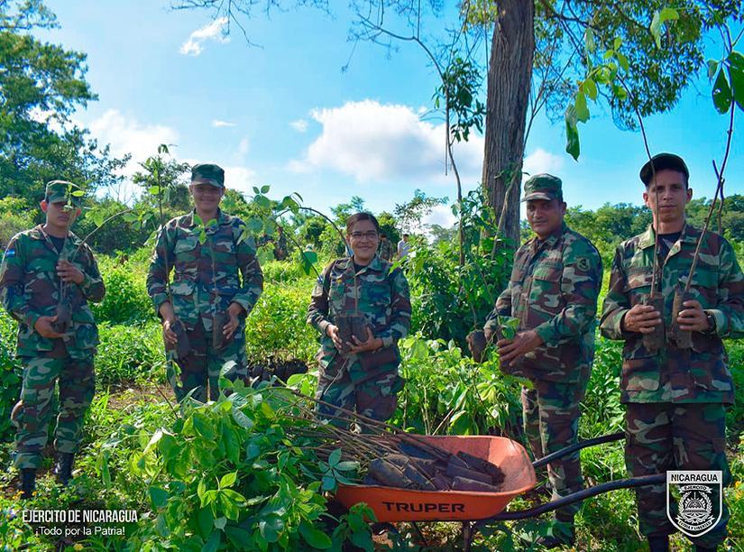 reforestacion