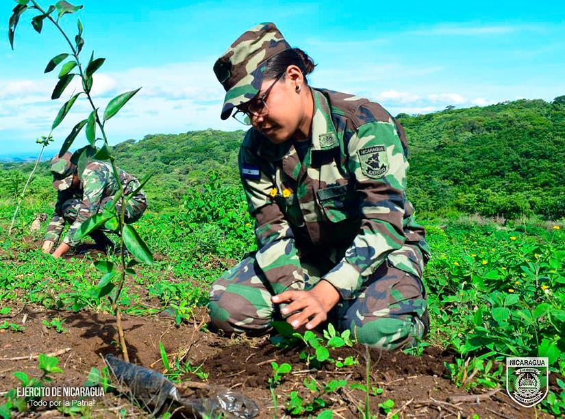 reforestacion