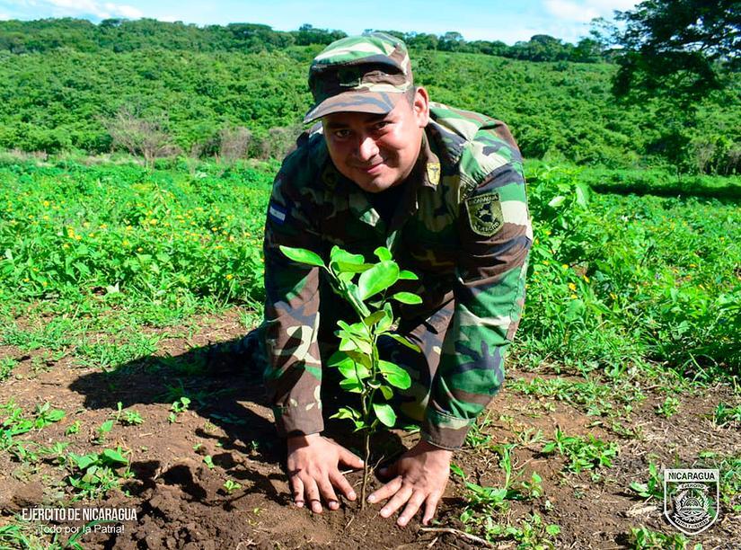 reforestacion