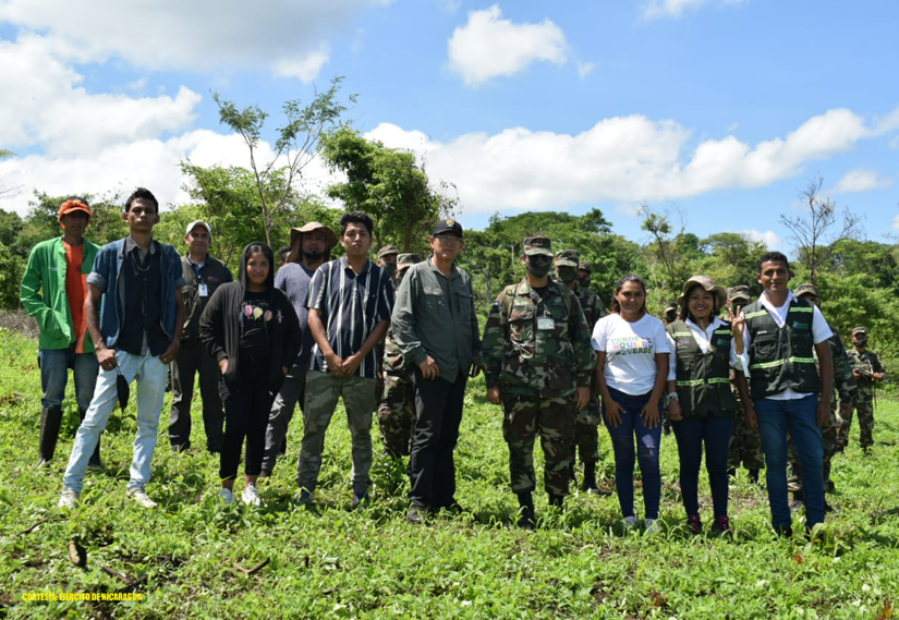 reforestacion