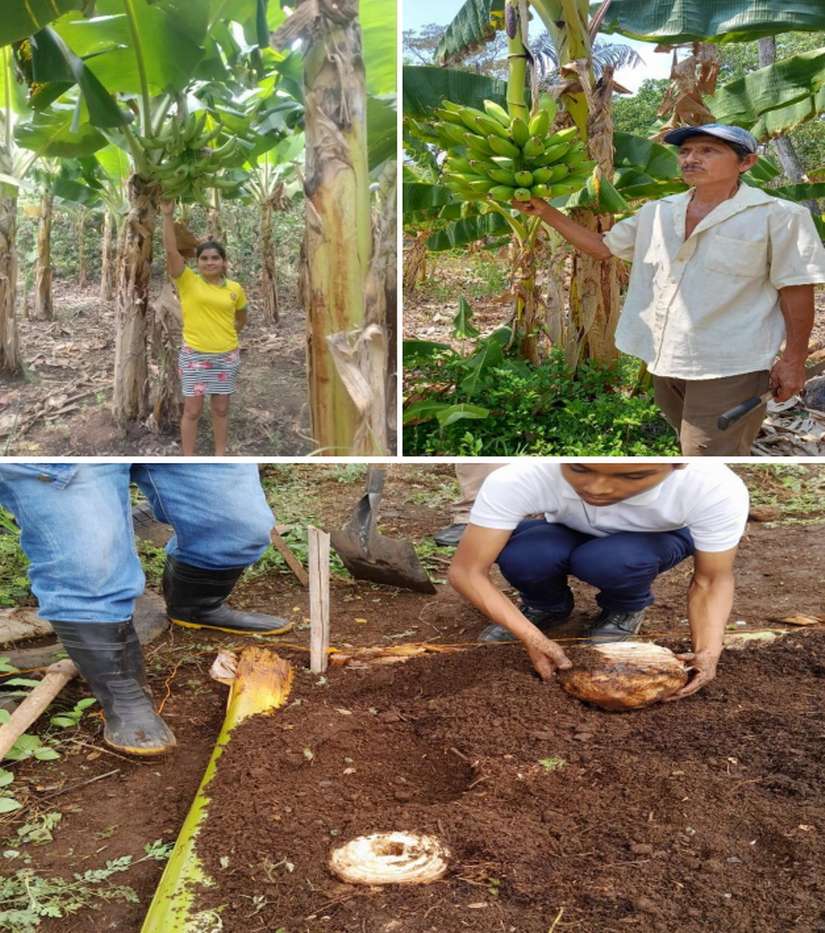 musa