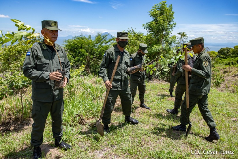 verde