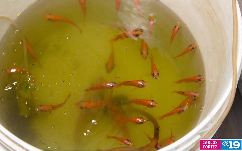 pesca