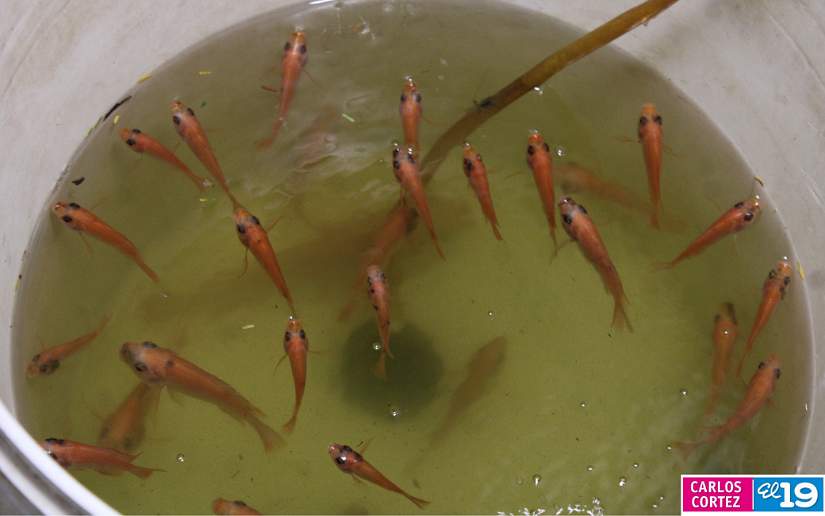 pesca
