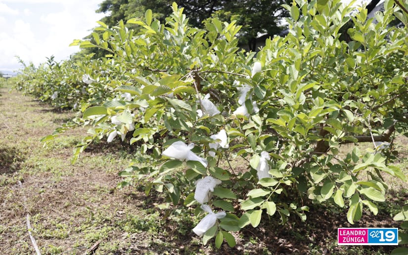 GUAYABA