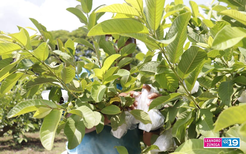 GUAYABA
