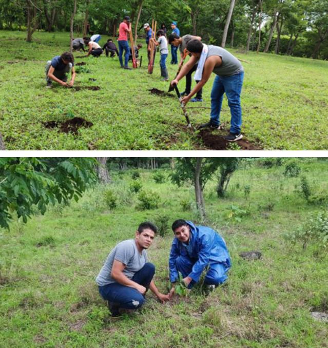 reforestacion