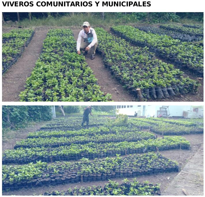 reforestacion