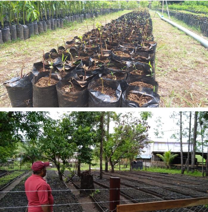 reforestacion