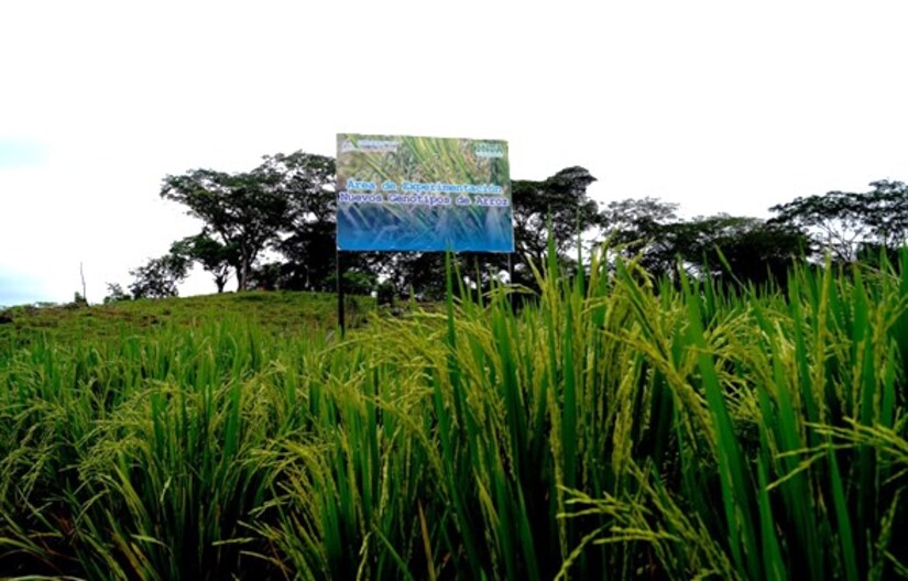 finca