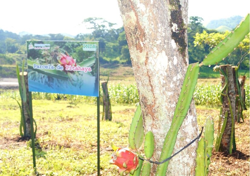 finca