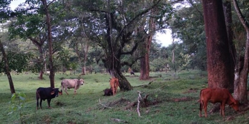 finca