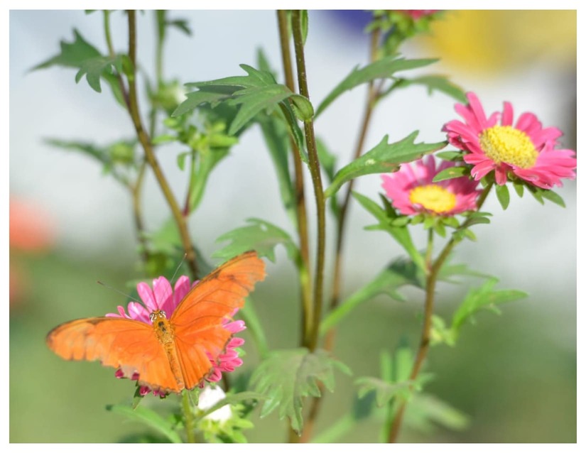 MARIPOSAS