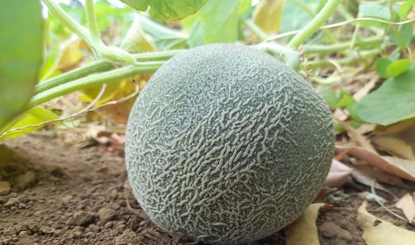 MELON