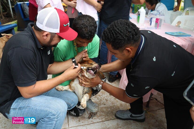 PERROS
