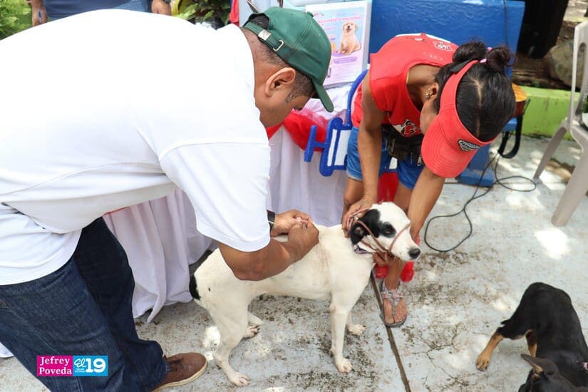 PERROS