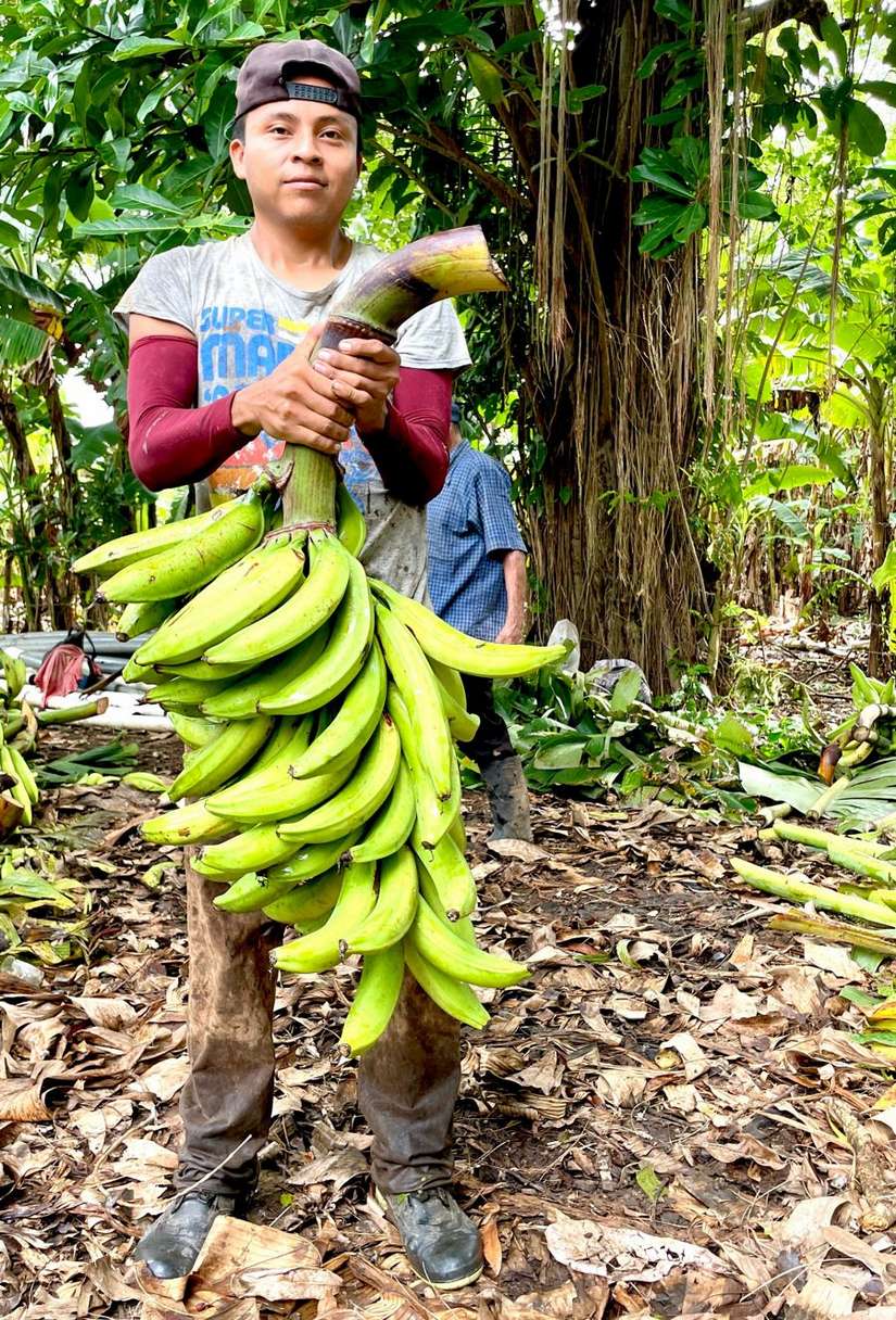 PLATANO3