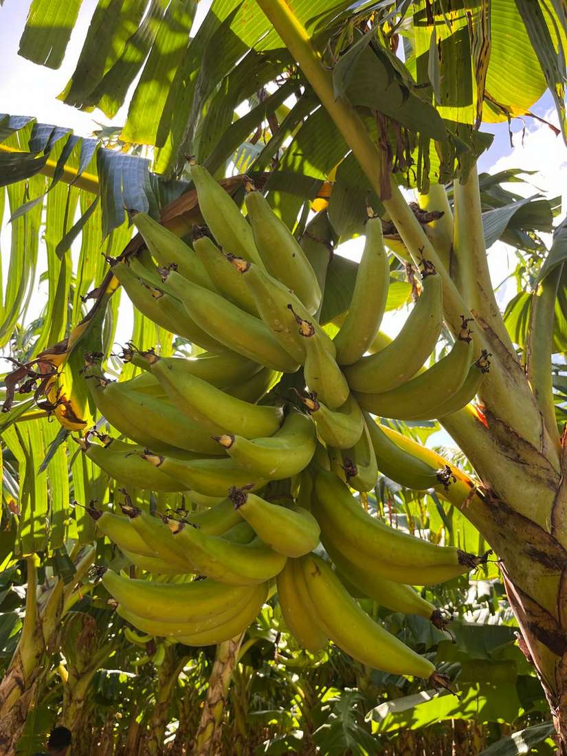 PLATANO8