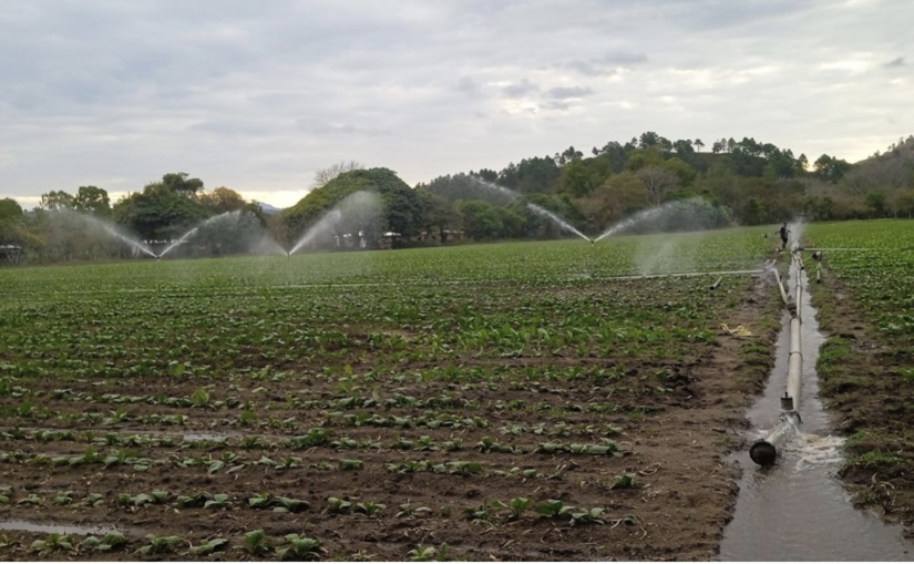 PRODUCTORES-8
