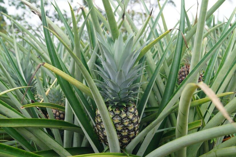 PINA9