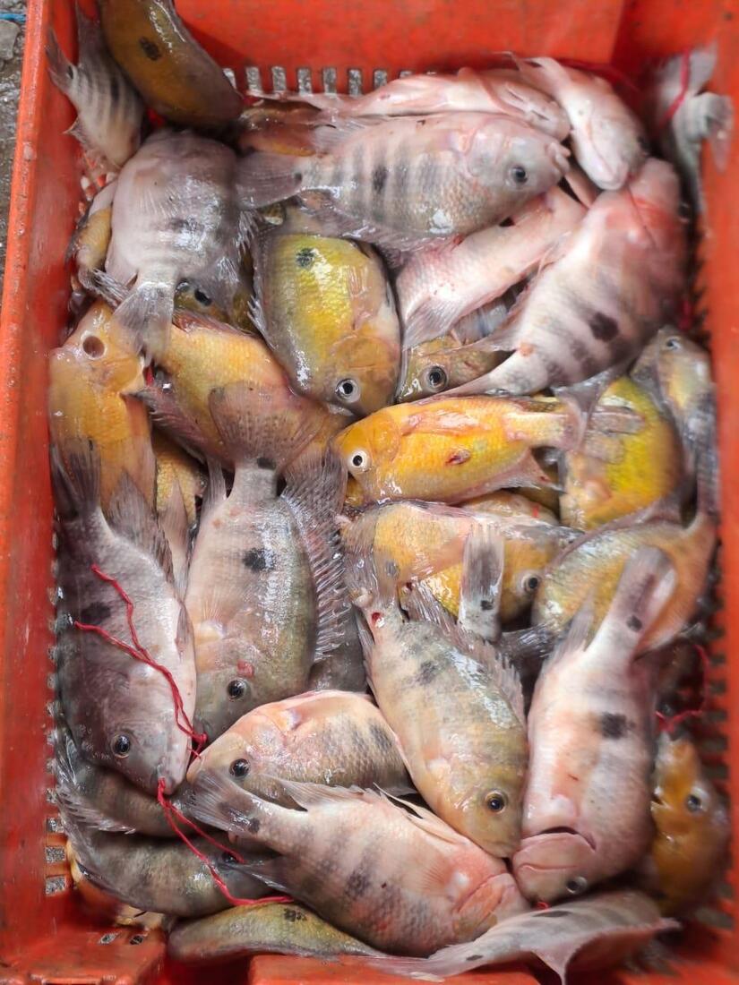PESCA11