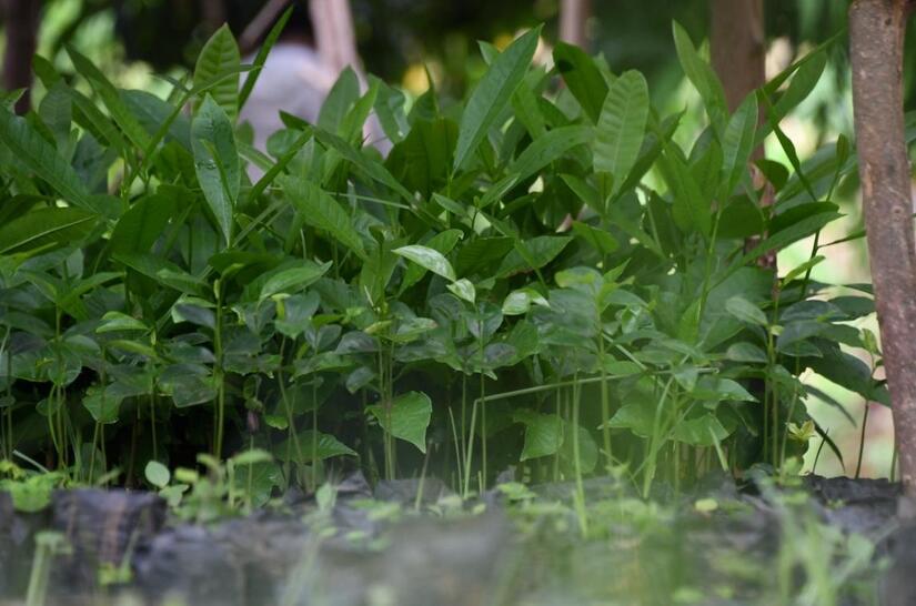 VERDE-(3)