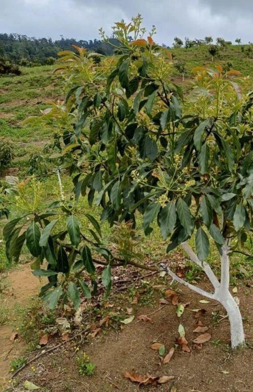 IPSA1