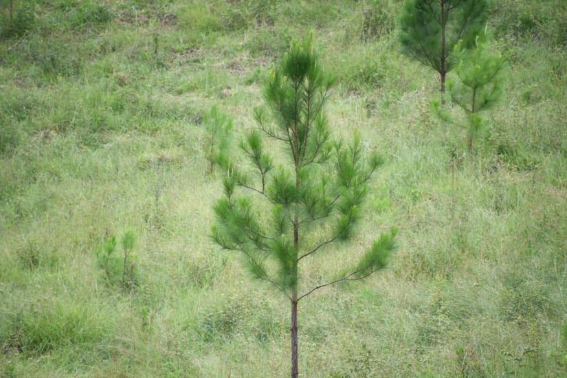 PINOS5
